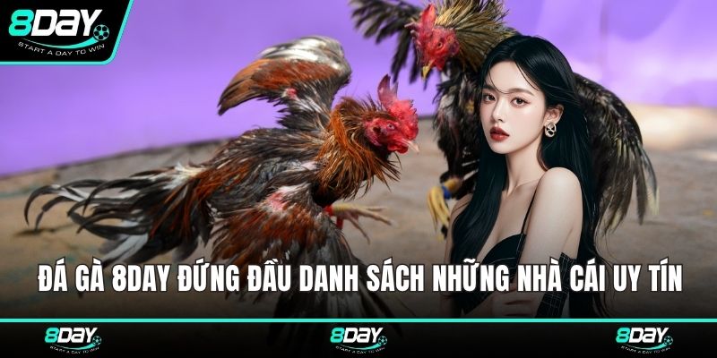 Đá Gà 8DAY đứng đầu danh sách những nhà cái uy tín