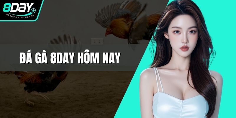 Đá Gà 8DAY Hôm Nay