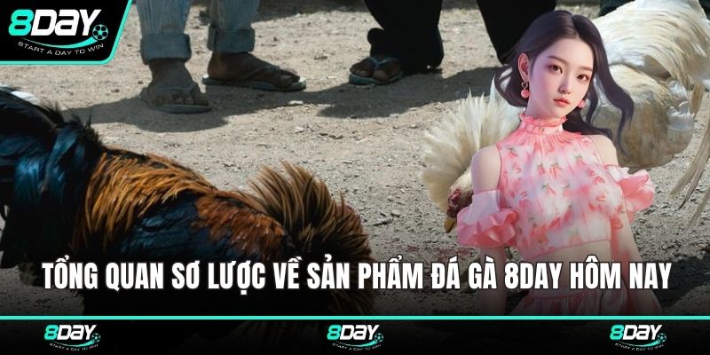 Tổng quan sơ lược về sản phẩm đá gà 8DAY hôm nay